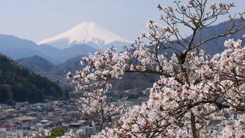 Mount Fuji over Cherry Blossoms and Otsuki City Captured from Mt. Iwadono Stock Footage 310833586