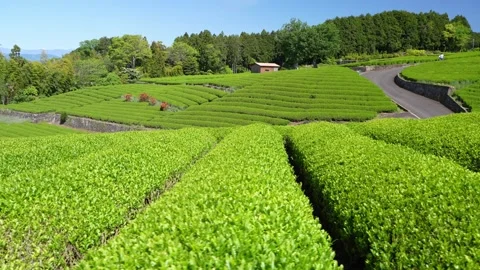 Mount Fuji Over Green Tea Plantation in Fuji City, Shizuoka, Japan Vidéo 340827418