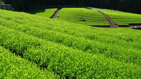 Mount Fuji Over Green Tea Plantation in Fuji City, Shizuoka, Japan Stock-Footage 340827419