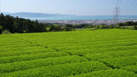 Mount Fuji Over Green Tea Plantation in Fuji City, Shizuoka, Japan Vidéo 340827432