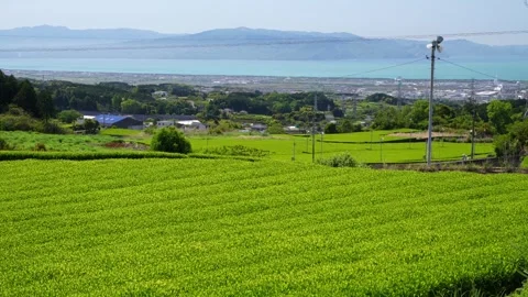 Mount Fuji Over Green Tea Plantation in Fuji City, Shizuoka, Japan Video stock 340827441