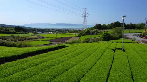 Mount Fuji Over Green Tea Plantation in Fuji City, Shizuoka, Japan Stock Footage 340827474