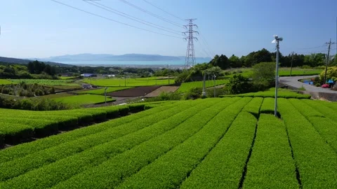 Mount Fuji Over Green Tea Plantation in Fuji City, Shizuoka, Japan 스톡 동영상 340827486