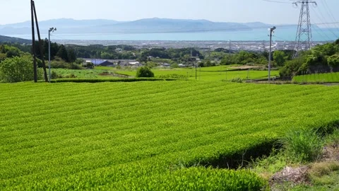 Mount Fuji Over Green Tea Plantation in Fuji City, Shizuoka, Japan Stock-Footage 340827488