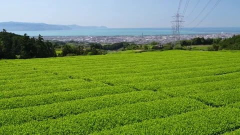 Mount Fuji Over Green Tea Plantation in Fuji City, Shizuoka, Japan Stock Footage 340827505