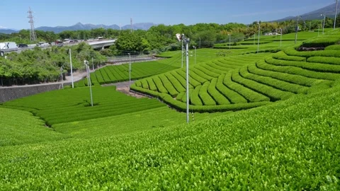 Mount Fuji Over Green Tea Plantation in Fuji City, Shizuoka, Japan Stock-Footage 340827515