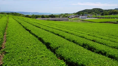 Mount Fuji Over Green Tea Plantation in Fuji City, Shizuoka, Japan Stock Footage 340827634