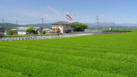 Mount Fuji Over Green Tea Plantation in Fuji City, Shizuoka, Japan 스톡 동영상 340827683
