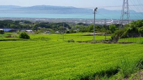 Mount Fuji Over Green Tea Plantation in Fuji City, Shizuoka, Japan Stock Footage 340827685