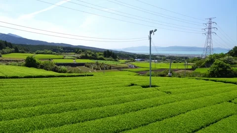 Mount Fuji Over Green Tea Plantation in Fuji City, Shizuoka, Japan Stock Footage 340827714