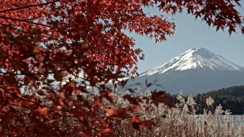 Mount Fuji peak framed by dense red autumn leaves at Lake Kawaguchiko in Japan Stock Footage 335947347