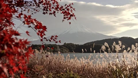 Mount Fuji with red autumn maple leaves (Momiji) at Lake Kawaguchiko in Japan Stock Footage 335899828