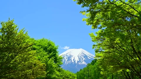 Mount Fuji Reflected in Fresh Green Maple Leaves Stockbeeldmateriaal 330743243