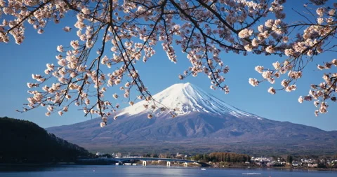 Mount Fuji Snow Cap With Cherry Blossom Canopy And Lake Bridge Foreground - Wide 스톡 동영상 344689171