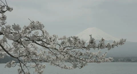 Mount Fuji through cherry branch 4k non color graded (4000x2160) 動画素材 49833003