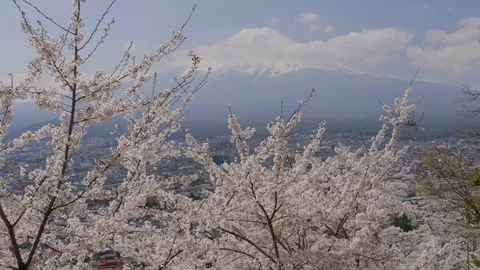 Mount Fuji view and cherry blossom tree Stock Footage 100877949