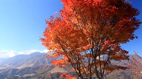 Mount Hakuba and the Maple Grove in Autumn Видео 330276049