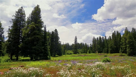 Mount Holy Cross Half Moon Pass Wilderness daisy wildflowers aerial drone Stock Footage 316711623
