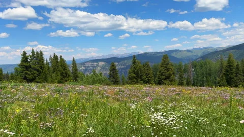 Mount Holy Cross Half Moon Pass Wilderness daisy yellow wildflowers aerial Stock Footage 316712879