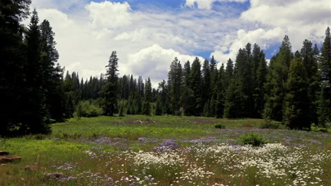 Mount Holy Cross Half Moon Pass Wilderness daisy wildflowers aerial drone Stock Footage 316712981
