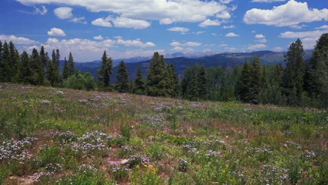 Mount Holy Cross Half Moon Pass Wilderness daisy wildflowers aerial drone Stock Footage 316714223