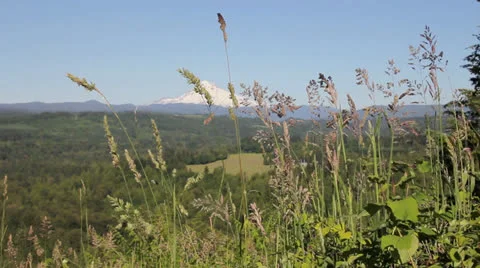Mount Hood with Wild Grass and Flowers in Sandy Oregon Stock Footage 24757372