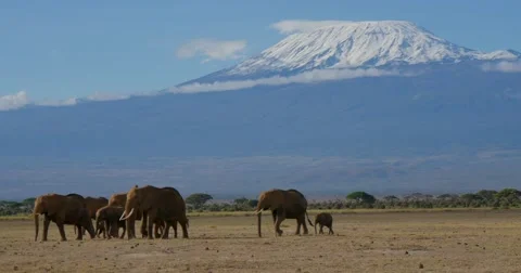 Mount Kilimanjaro Video stock 60377557