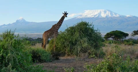 Mount Kilimanjaro Video stock 60377779