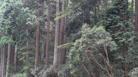 Mount Koya nature landscape Stock-Footage 79273288