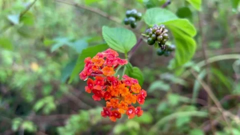 Mount Mapalad Orange Flower Video stock 196645119