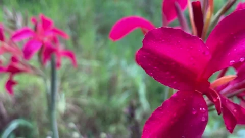 Mount Mapalad Pink Flowers Video stock 196645058