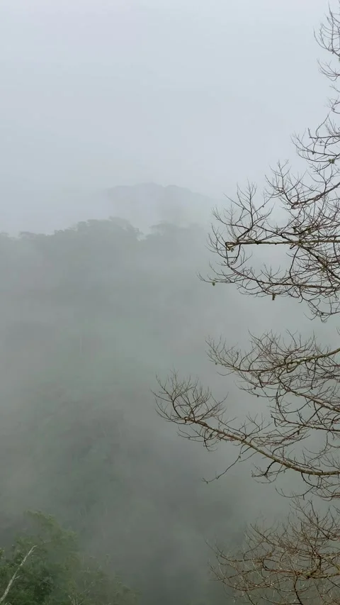 Mount Merapi, where trees are enveloped in thick mist Stockbeeldmateriaal 346838237