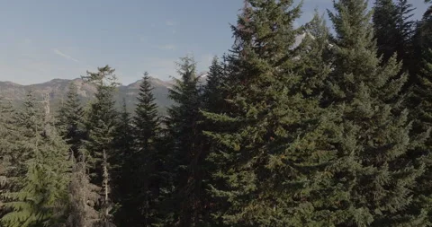 Mount Rainier and Forested Landscape Under Clear Skies Stock Footage 294739058