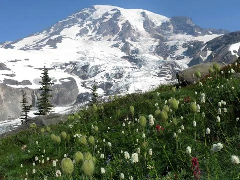 Mount Rainier with Flowers Stock Photos