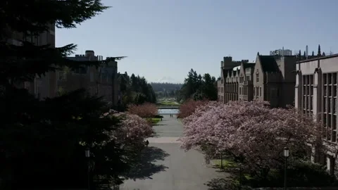 Mount Rainier Video stock 163511873