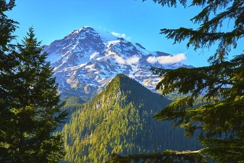 Mount Rainier Framed by Evergreen Trees and Sunlit Forest Ridge at Golden Hou Stock Photos