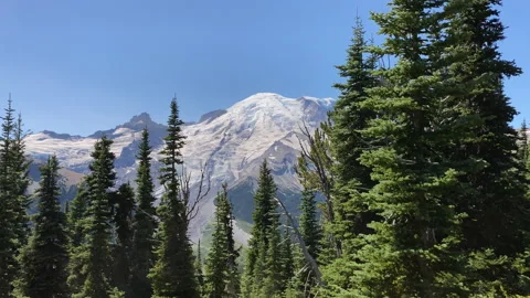 Mount Rainier Panorama, pine trees in the foreground Stock Footage 214556507