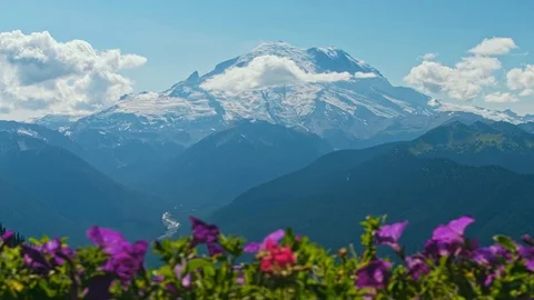 Mount rainier point view with flowers Vídeos de archivo 115435602