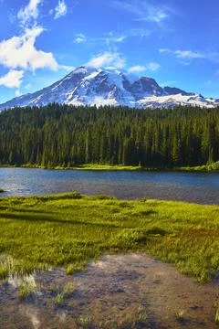 Mount Rainier Reflection Lake Evergreen Forest and Mountain Scenery Summer Stock-Fotos
