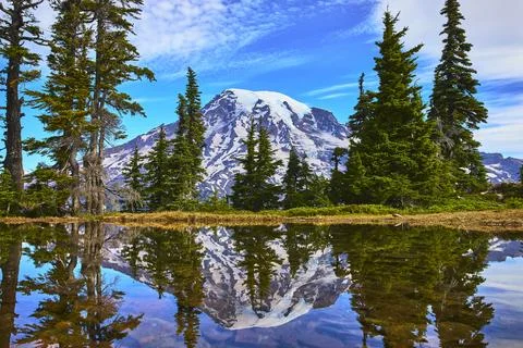Mount Rainier Reflection in Pond with Evergreen Trees and Blue Sky Paradise.. Stock-Fotos