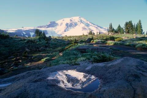 Mount Rainier Reflection in rock Mt. Rainier National Park  Stock Photos