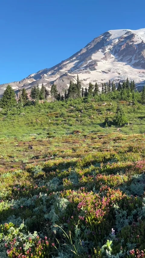 Mount Rainier Skyline Trail POV With Distant Marmot Vídeos de archivo 344815608