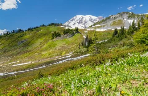 Mount Rainier snow-capped peak with wildflower meadow foreground Stock Photos