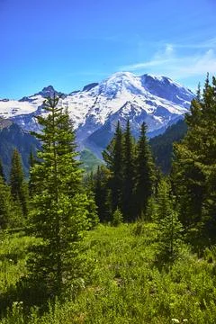 Mount Rainier Snow Capped Peak Evergreen Forest and Wildflower Meadow Summer Stock Photos