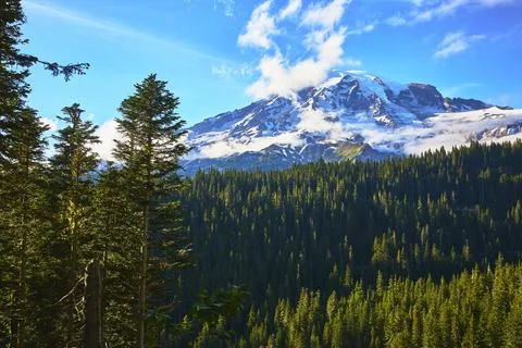 Mount Rainier Snow Capped Peak with Dense Forest and Clouds in Sunrise Region Stock Photos
