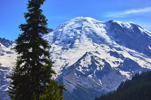 Mount Rainier Snow Covered Peak with Evergreen Tree and Forest in Bright Bl.. Stock Photos