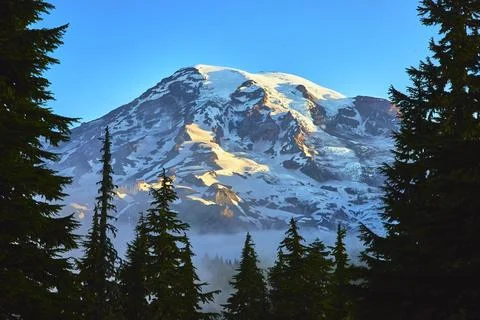 Mount Rainier Snow Covered Summit Framed by Evergreen Trees in Washington M.. Stock Photos