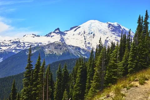 Mount Rainier Snow Summit and Evergreen Forest in Bright Blue Summer Sky Stock Photos