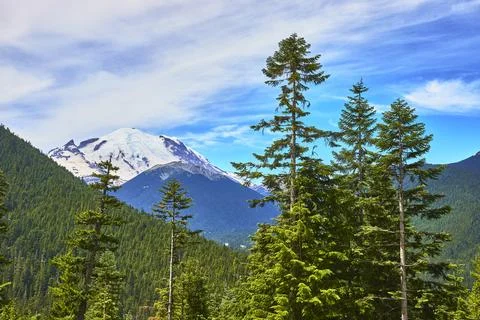 Mount Rainier Snowcap Evergreen Forest and Blue Sky in Sunrise Region Washi.. Stock Photos