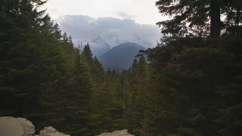 Mount Rainier through trees Uncolored 库存影片 102414771